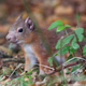 Red squirrel with leprosy on ear and muzzle. (Image: Karen van der Zijden)